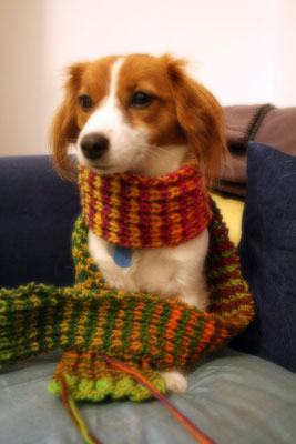 photo of Gracie